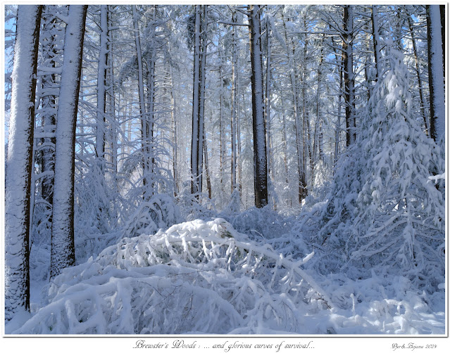 Brewster's Woods: ... and glorious curves of survival...