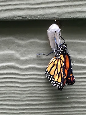 monarch butterfly emerging