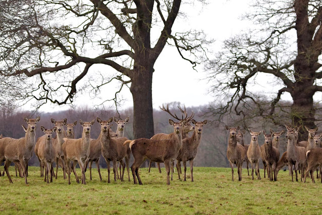 Photograph of deer at Knebworth courtesy of Sarah Hurst-Cox