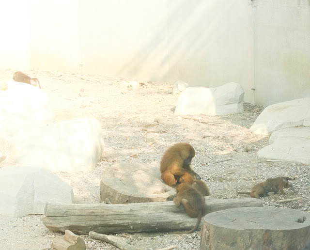 babouins du zoo de vincennes