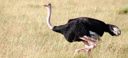 Gambar Hewan  Aves  dan Penjelasannya JASA PENGETIKAN CIBINONG