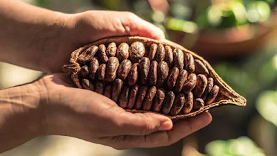 keunggulan-peningkatan-harga-kakao-peluang-dan-tantangan-untuk-petani