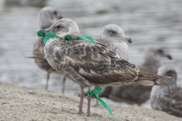 Ribbon Birds