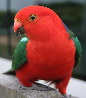 King Parrot