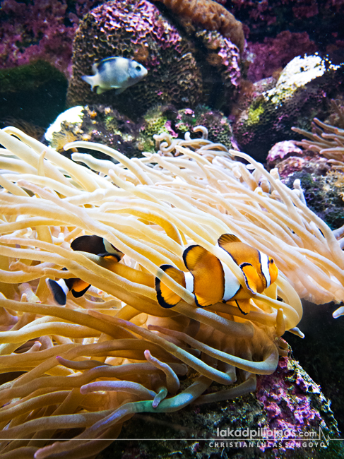 Underwater World Langkawi Nemo Clown Fish Pantai Cenang Malaysia