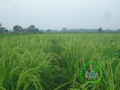 FOTO 4 :   Bersama Keluarga Melihat Padi NAZWA 58 HST   di Sawah Rawa Sudah Matang Susu 