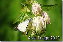 IMG_3909