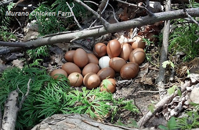 hidden guinea eggs