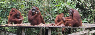 Los orangutanes de Borneo.