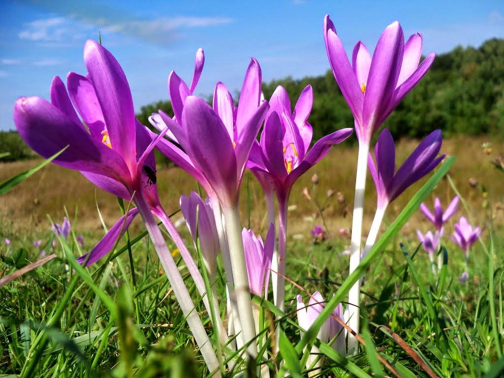  COLCHICUM ACTUMNALE  - கோல்சிகம் ஆட்டாம்னேல்