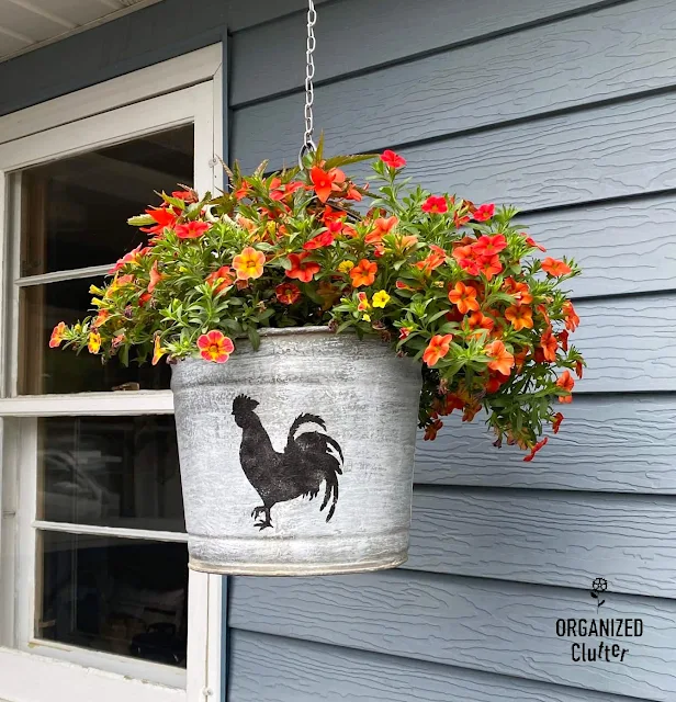 Photo of calibrachoa and a dragon wing begonia in a rooster stenciled bucket