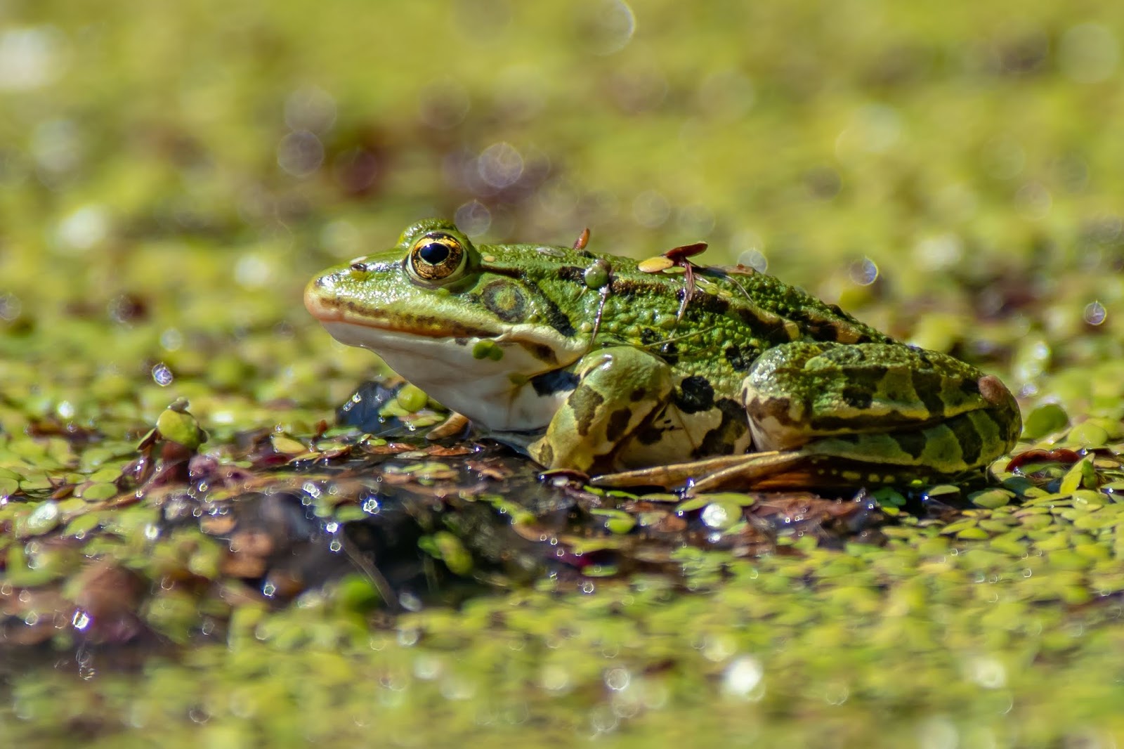 世界の英語方言 スラング大辞典 Frog の意味 解説 用法 例文