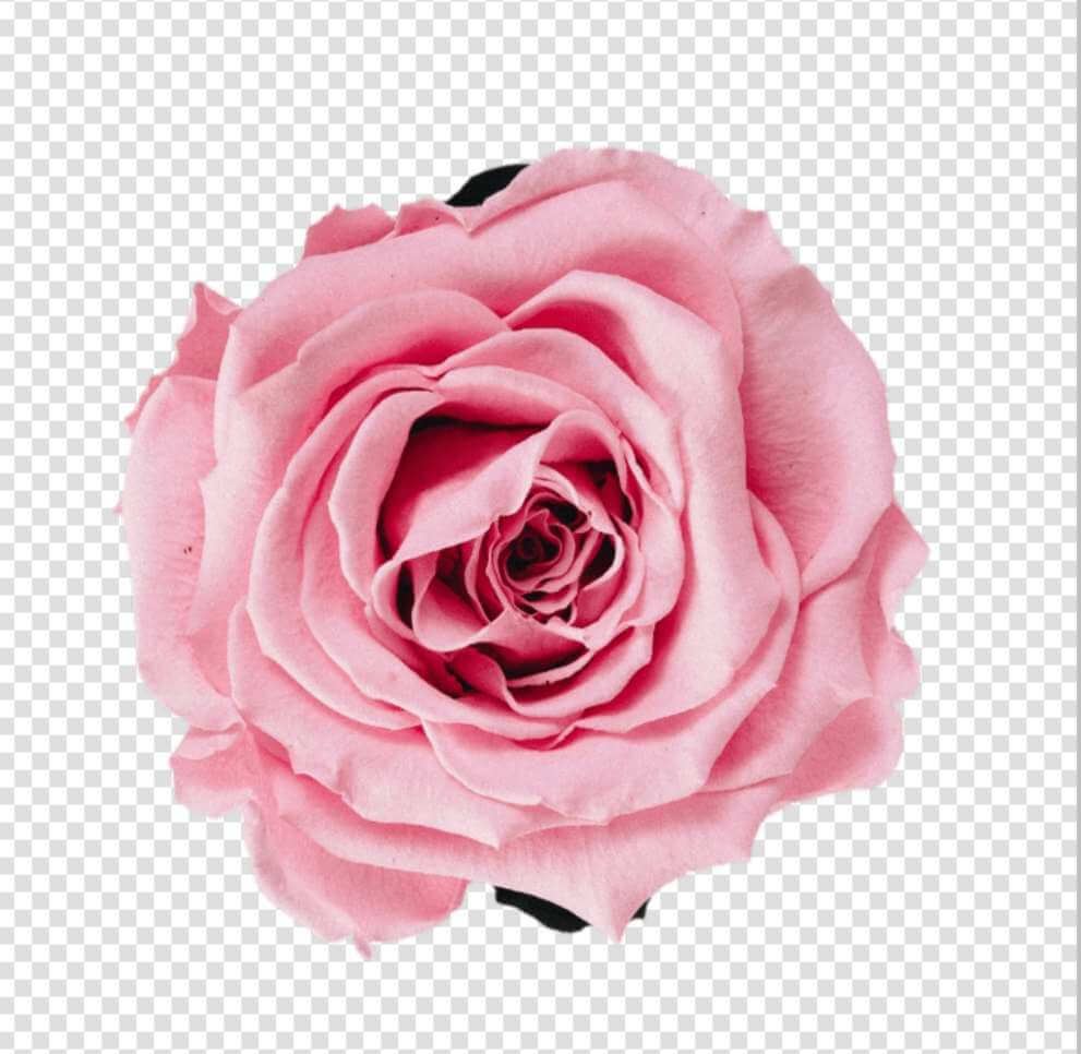 Pink rose png