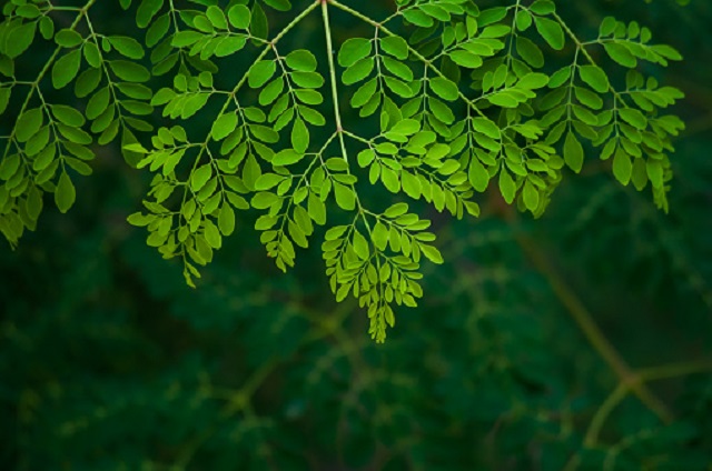 gambar tanaman daun kelor