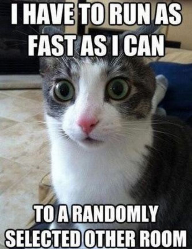 Run as fast I can! - Funny Cat Memes, pictures, photos, images, pics, captions, jokes, quotes, wishes, quotes, SMS, status, messages, wallpapers.