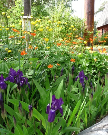 Iris pumila, Geum coccineum och Trollius europaeus på Kulturbotan i Lycksele Daniel Grankvist