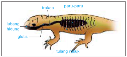 atha anak cerdas Alat Pernapasan Reptil 