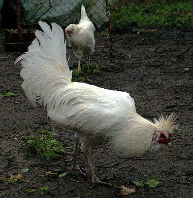 Gallo di Polverara. Foto di Andrea Mangoni.