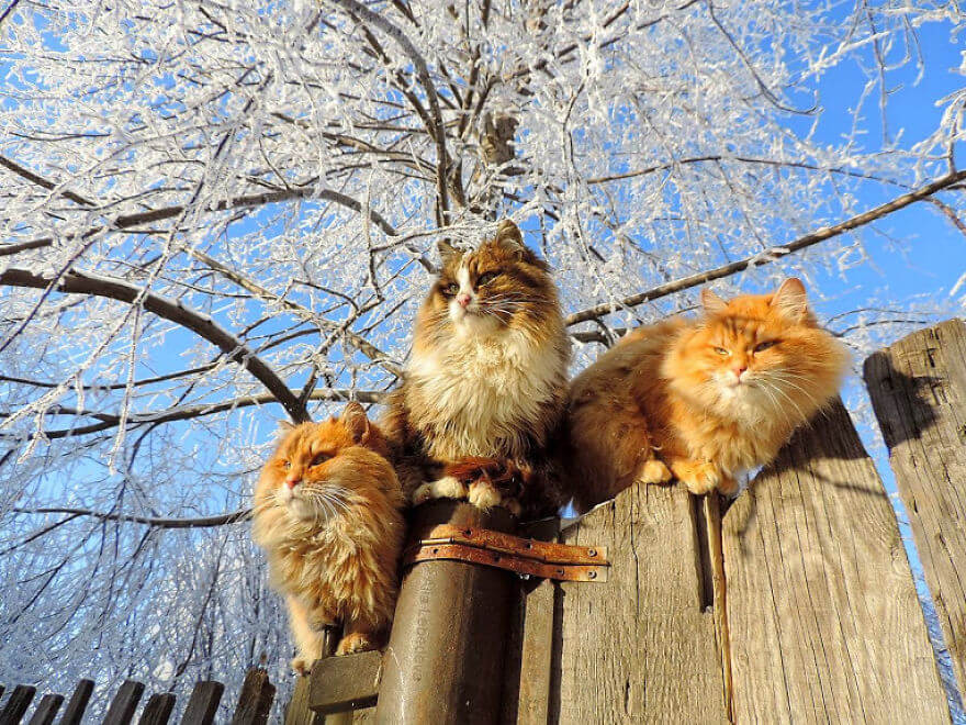 20 Incredible Pictures Of Glorious Siberian Farm Cats