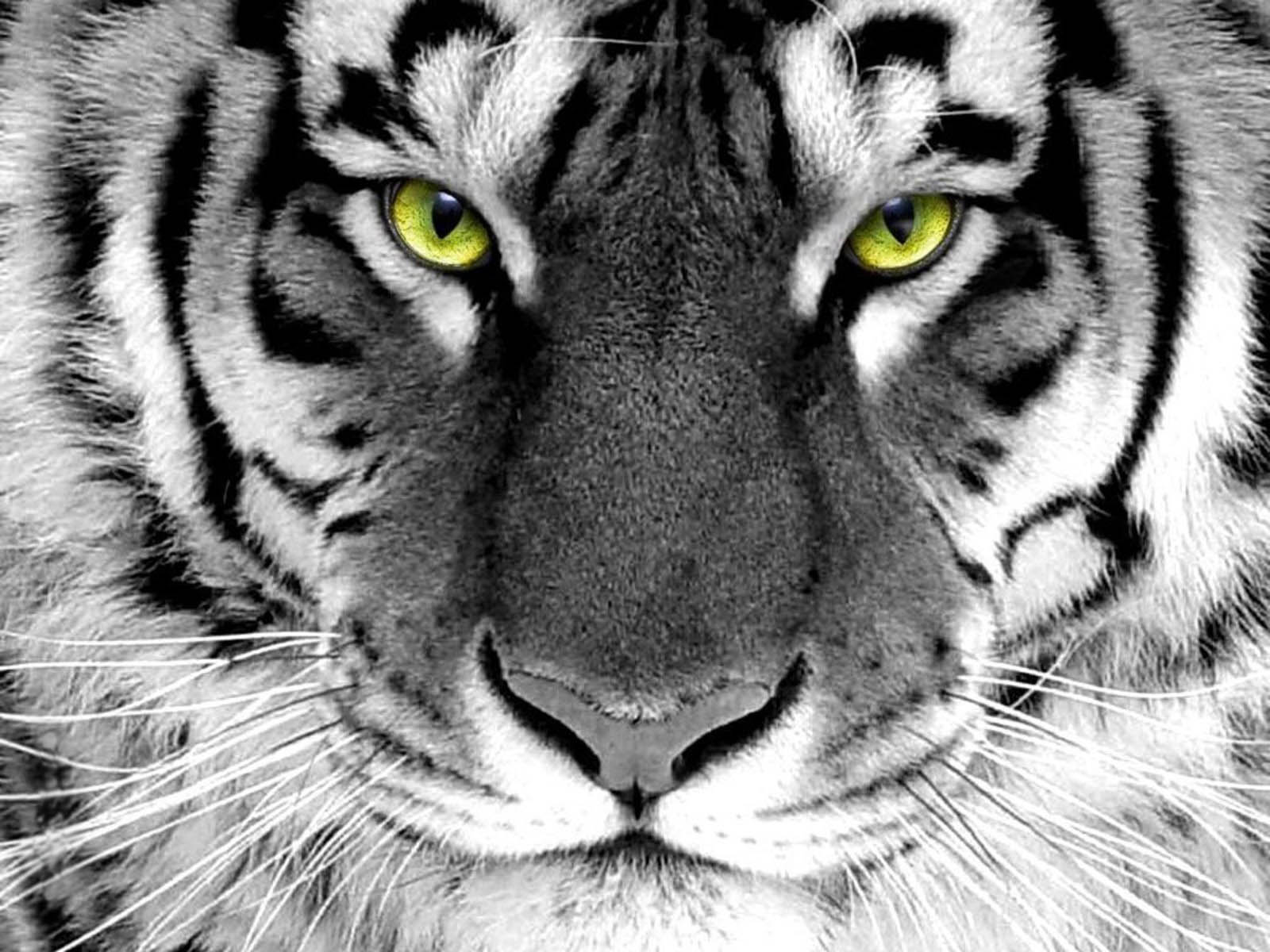 Wallpaper Dan Gambar Harimau Berukuran Besar
