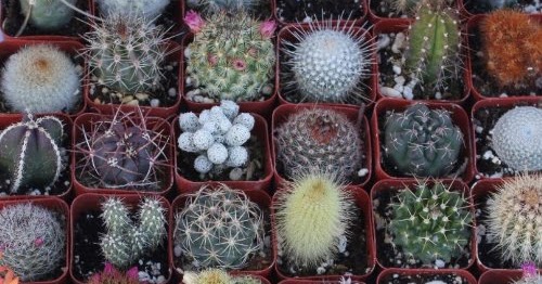 Easy Tips to Plant and Care For Ornamental Cactus Plants ...