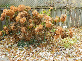 Greenwood-Coxwell Fall Garden Clean up Pruning Annabelle Hydrangeas before by Toronto Paul Jung Gardening Services