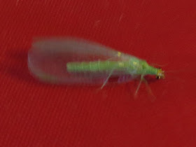 green lacewing