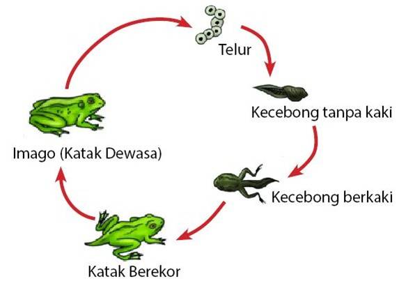 Daur hidup katak