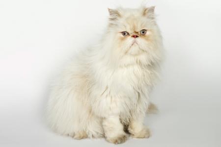 Persian cat