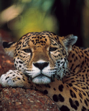 Jaguar on Jaguar El Jaguar Es El Felino Mas Famoso De Toda America Y Se Le