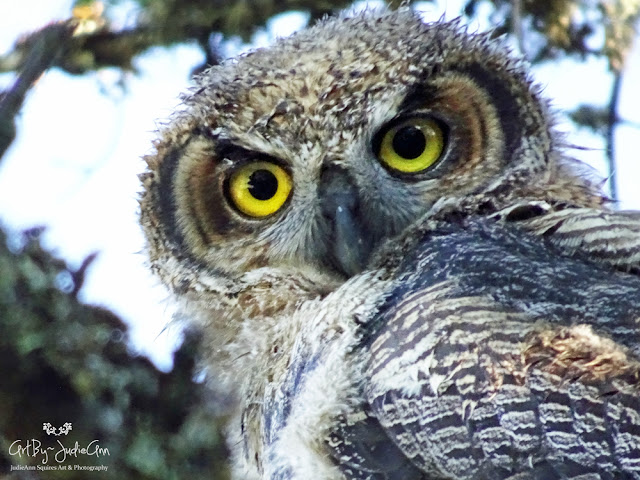 Baby Owl Photos