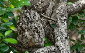 Owl camouflage, camouflaged owls