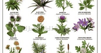 Plantas Medicinales Del Ecuador Imagen De Planta Medicinales
