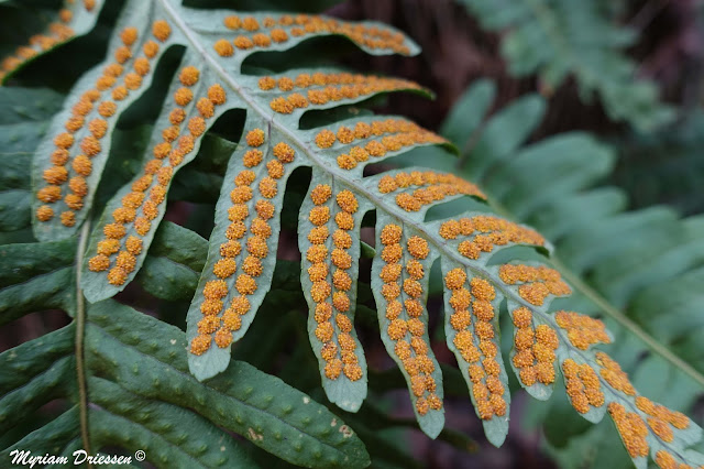 sores de sporanges de polypode