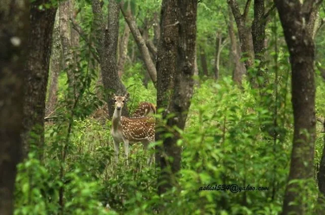 নিঝুম দ্বীপের হরিণ দর্শন 