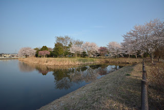 桜の里ふれあいファーム芳野の桜