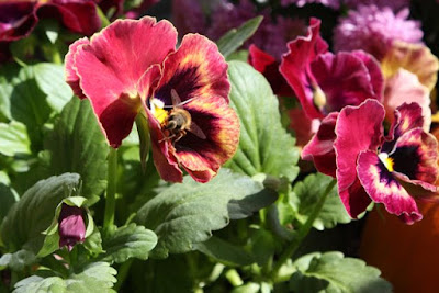 window box with pansies and bee