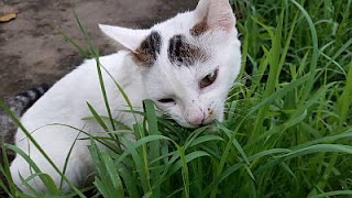 foto kucing makan rumput
