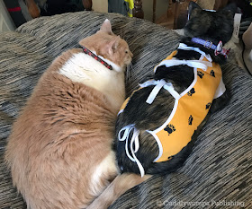 Real Cats Webster and Paisley together on the pet bed