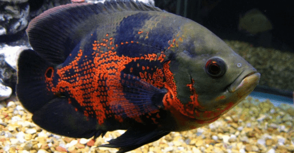 ikan oscar - ikan oscar tiger