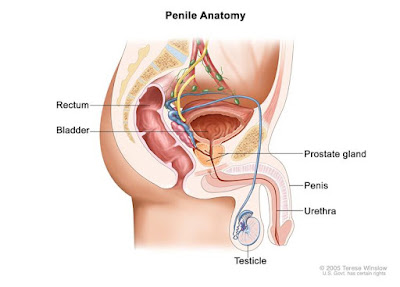 What Every Man Needs to Know About Penis Cancer