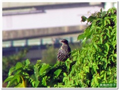 20111129_154328_005_HuaJiang