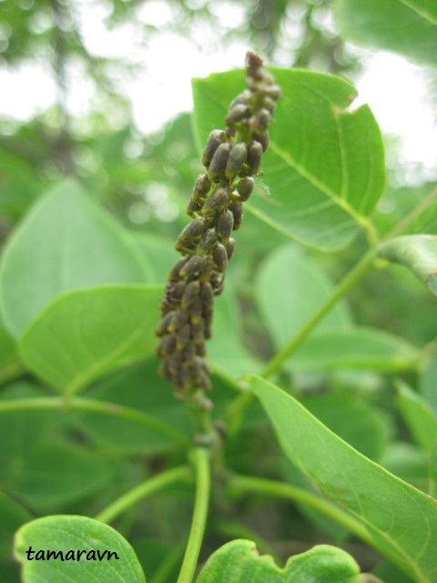 Маакия амурская (Maackia amurensis)