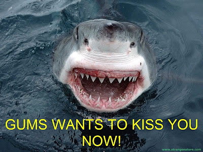 Funny Animal Pictures  Captions on Scary Shark Kiss    Funny Animal Pictures   Strangenature Com