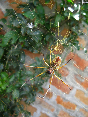 spider in web