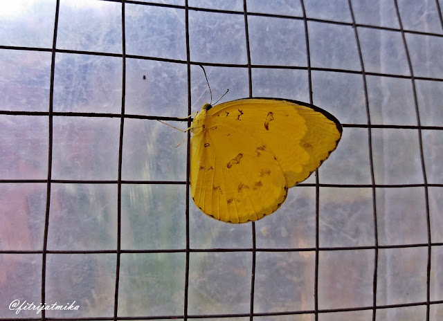 Eurema hecabe (Common Grass Yellow)