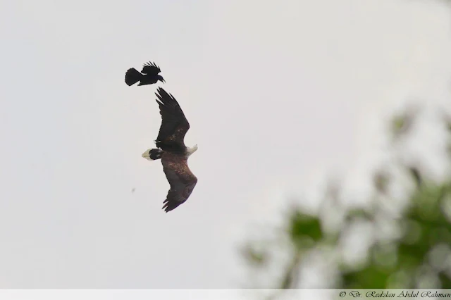 White-bellied Sea Eagle harass by crow at Raub Lake