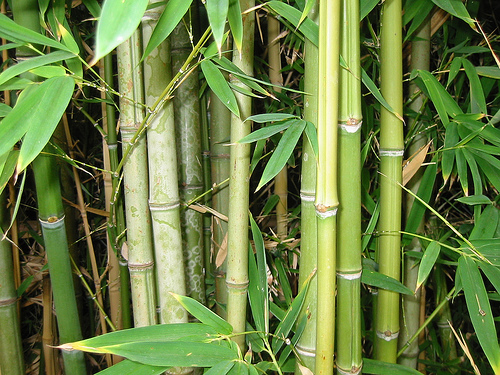 Kebun Bambu  Tentang Tumbuhan Bambu 