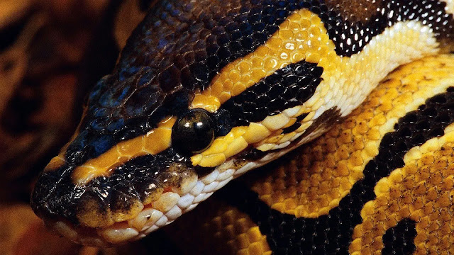 Royal Python