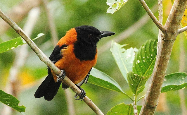 The most deadly birds on the planet Earth